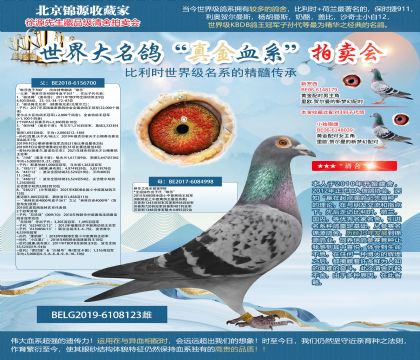 史蒂芬.蘭布瑞契-“琳莎直子700”X琳莎之母全姐妹998