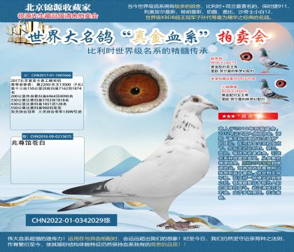 蒼白22-0342029雄