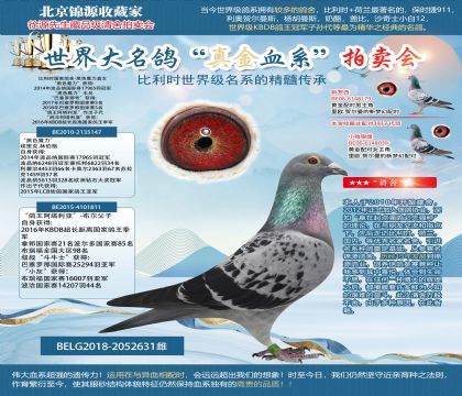 比利時(shí)國(guó)家鴿舍-黑色魔力直女
