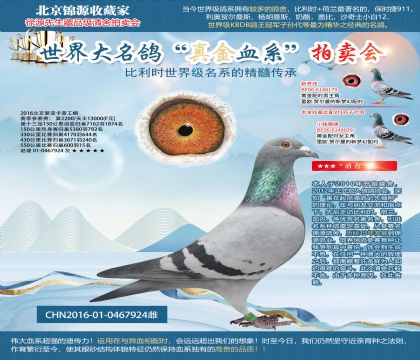 2016年北京愛(ài)亞卡普工棚決賽15名