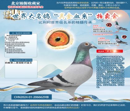 哈利X奶酪24-2066629雄