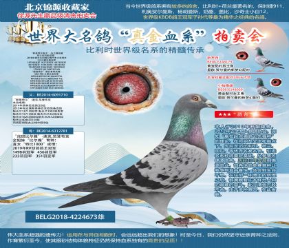 法蘭德收藏-“新基特爾直子”