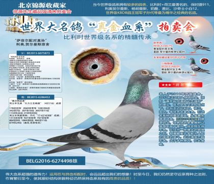 利奧原舍-“薩菲爾配對(duì)直孫”
