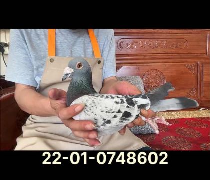 蓋比阿瑪?shù)蠆W外孫8602