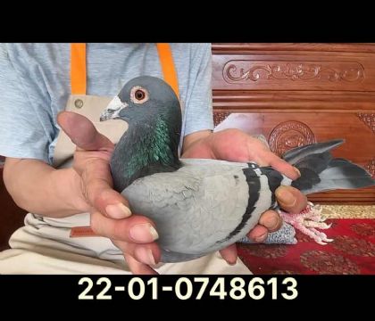 奶酪安妮特平輩直孫8613