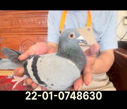 利奧奧林匹克平輩直孫女8630