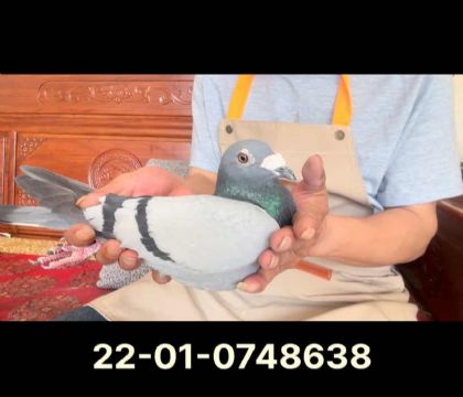 奶酪小子近血8638