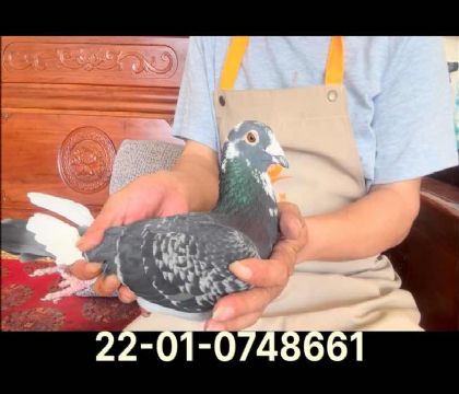 凡戴克近血8661