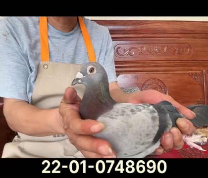 利奧跛腳雄平輩外孫女8690