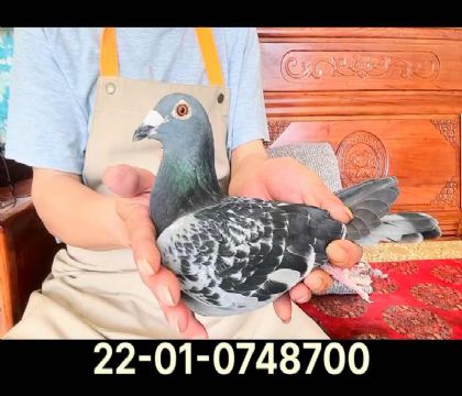 康達(dá)多大白鯊雌8700