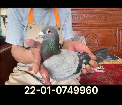 極速飛戈階梯號(hào)近血9960