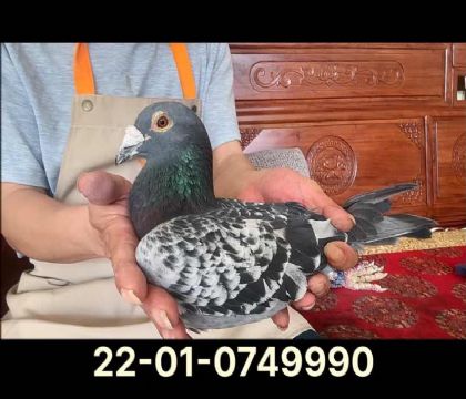 新閃電號(hào)直子X海王星直孫女9990