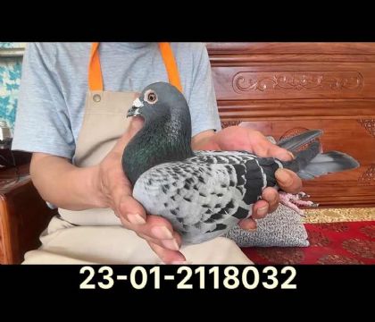 迪克凡戴克奧林匹克尼爾斯直孫8032