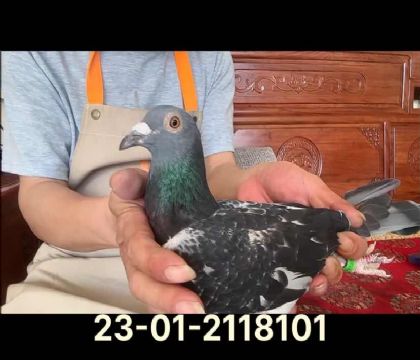 福雷迪范西雌8101
