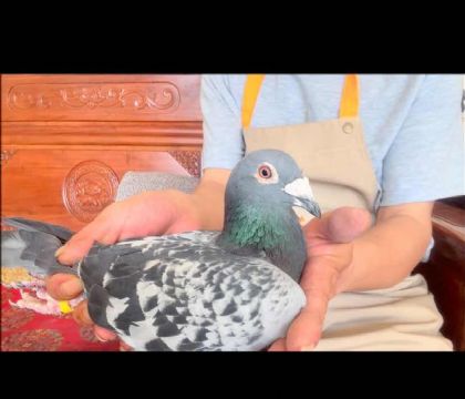 凡戴克四冠王威力直孫8112