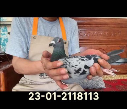 凡戴克尼爾斯直孫女8113
