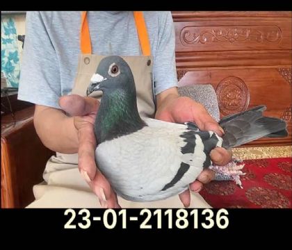 利奧最佳號(hào)外孫8136