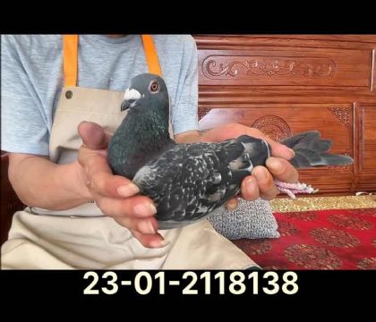 威廉迪布恩科恩直孫8138