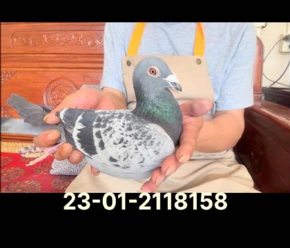 奧林匹克尼爾斯近血直孫8158