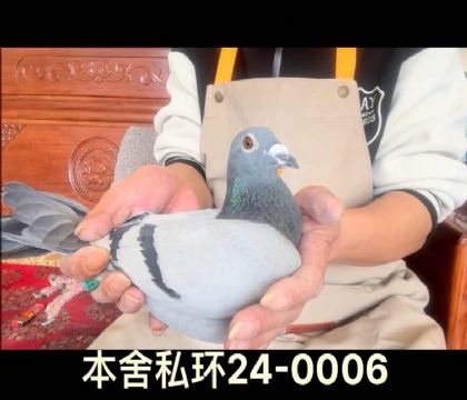 私環(huán)新夢(mèng)幻配對(duì)直孫女0006