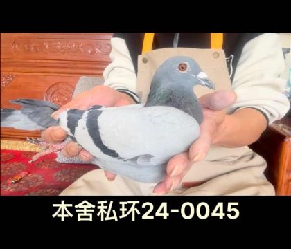 奶酪私環(huán)諾爾全兄直女0045