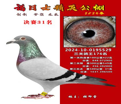諾日士賽鴿2025春賽決賽31名