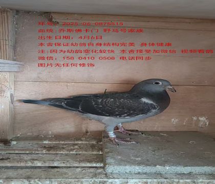 喬斯佛卡門”金紅眼“近親5515