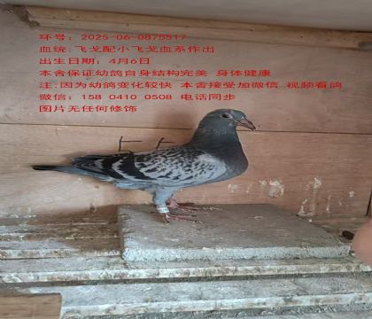 飛戈配小飛戈5517