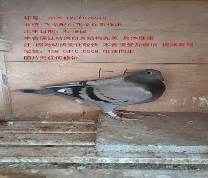 飛戈配小飛戈5 518