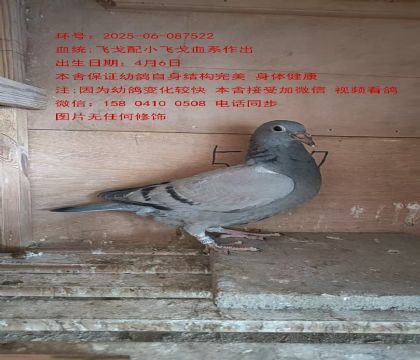 飛戈配小飛戈5522