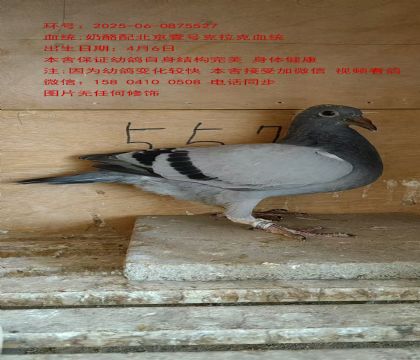 北京壹號(hào)”克拉克“血系527