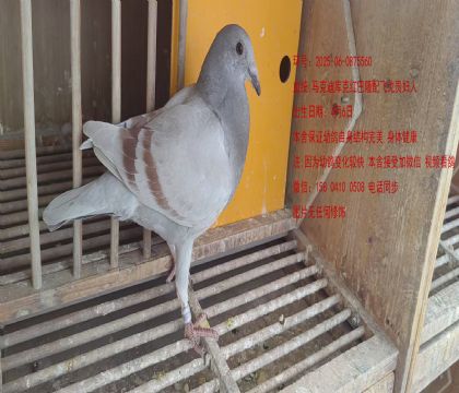 公棚決賽4名近親560