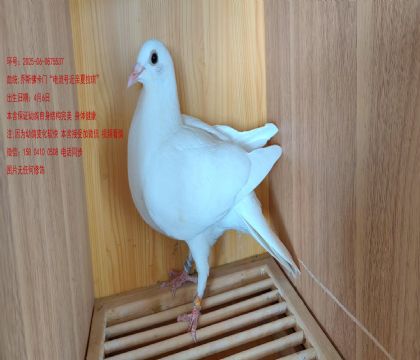 佛卡門”電流號(hào)“近親白色幽靈家族 金環(huán)5537