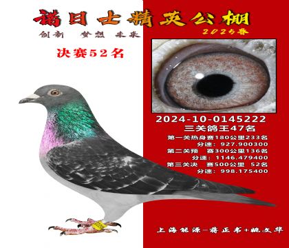 諾日士賽鴿2025春賽決賽52名