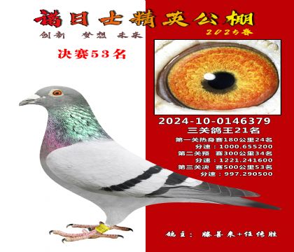 諾日士賽鴿2025春賽決賽53名