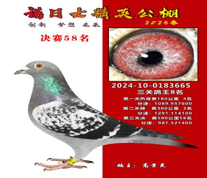 諾日士賽鴿2025春賽決賽58名