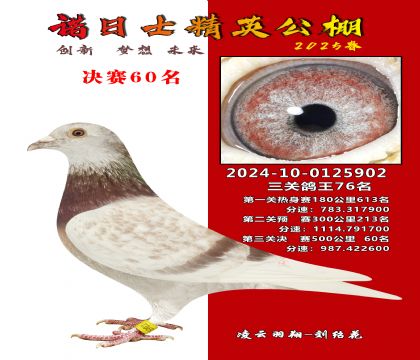 諾日士賽鴿2025春賽決賽60名