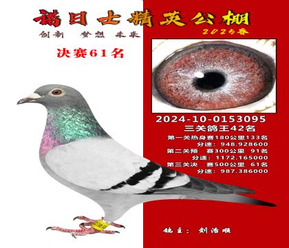 諾日士賽鴿2025春賽決賽61名