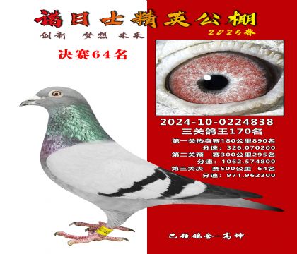 諾日士賽鴿2025春賽決賽64名