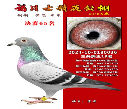 諾日士賽鴿2025春賽決賽65名