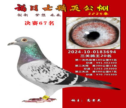 諾日士賽鴿2025春賽決賽67名