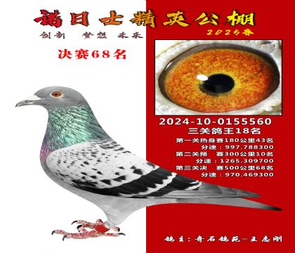 諾日士賽鴿2025春賽決賽68名