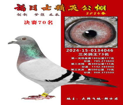 諾日士賽鴿2025春賽決賽70名