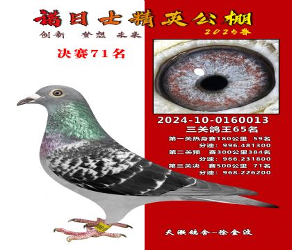 諾日士賽鴿2025春賽決賽71名