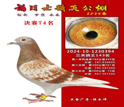 諾日士賽鴿2025春賽決賽74名