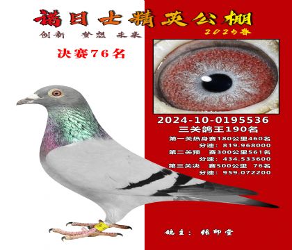 諾日士賽鴿2025春賽決賽76名