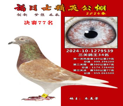 諾日士賽鴿2025春賽決賽77名