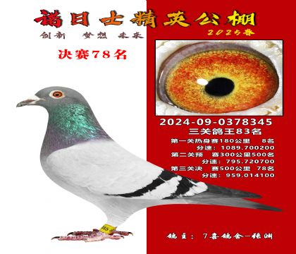 諾日士賽鴿2025春賽決賽78名