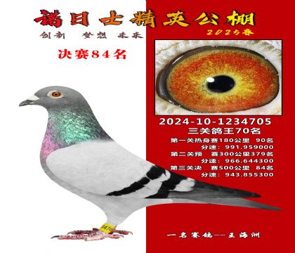 諾日士賽鴿2025春賽決賽84名