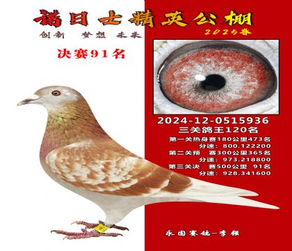 諾日士賽鴿2025春賽決賽91名